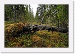 northern taiga_5798 * 800 x 546 * (111KB)